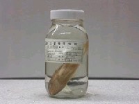 藏品(藍點鸚哥魚)的圖片